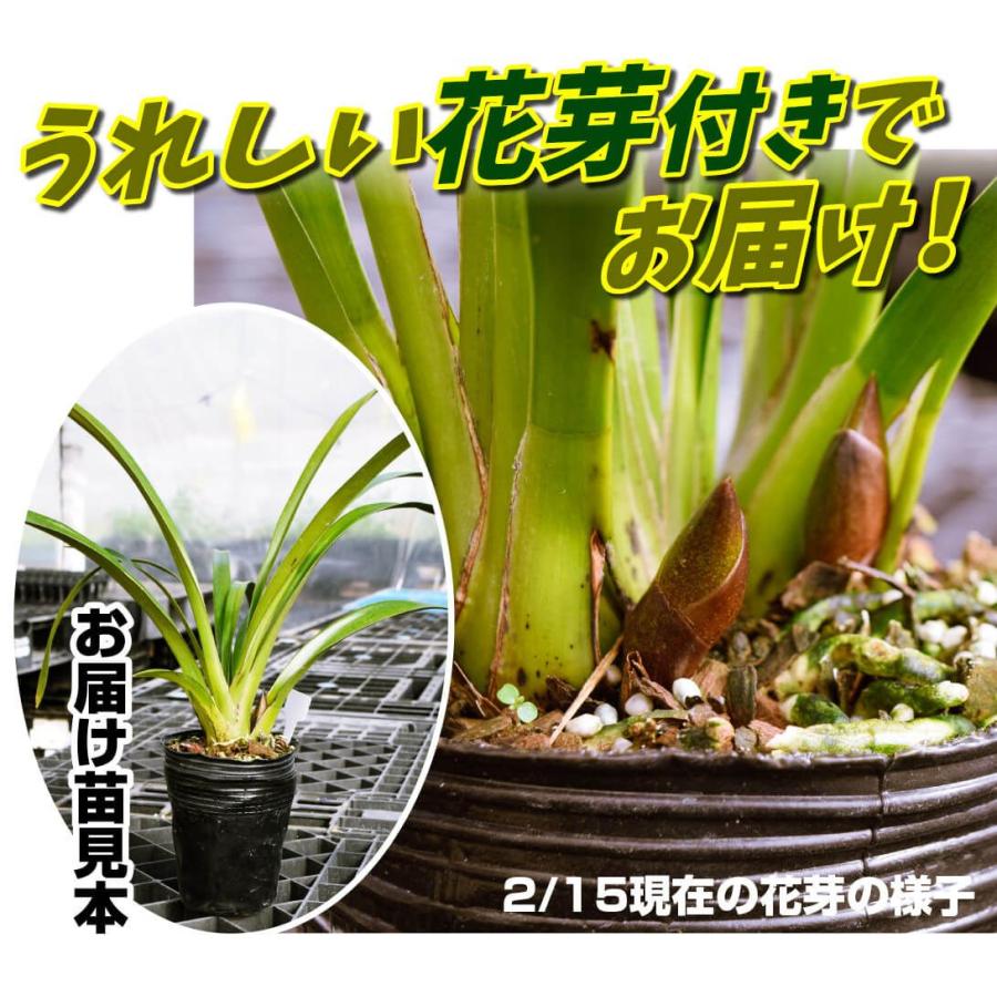 ラン フォアゴットンフルーツ 1本立ち 2株 花芽つき 蜜蜂誘引蘭 ラン フォアゴットンフルーツ 1本立ち 2株 花芽つき 蜜蜂誘引蘭