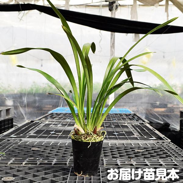 ラン フォアゴットンフルーツ 3本立ち 1株 花芽つき 蜜蜂誘引蘭 ラン フォアゴットンフルーツ 3本立ち 1株 花芽つき 蜜蜂誘引蘭