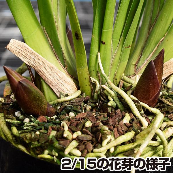 ラン フォアゴットンフルーツ 3本立ち 1株 花芽つき 蜜蜂誘引蘭 ラン フォアゴットンフルーツ 3本立ち 1株 花芽つき 蜜蜂誘引蘭