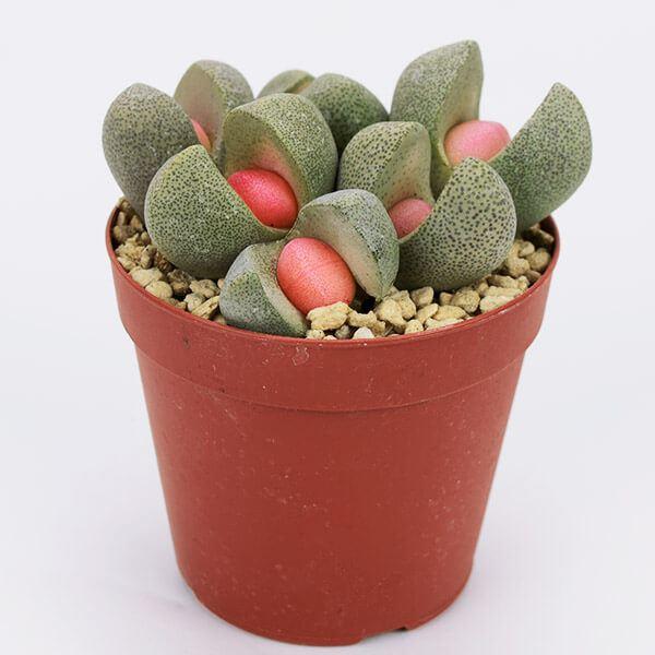 多肉植物 プレイオスピロス 令和の桃太郎 1株 : 花と緑 国華園 - 通販