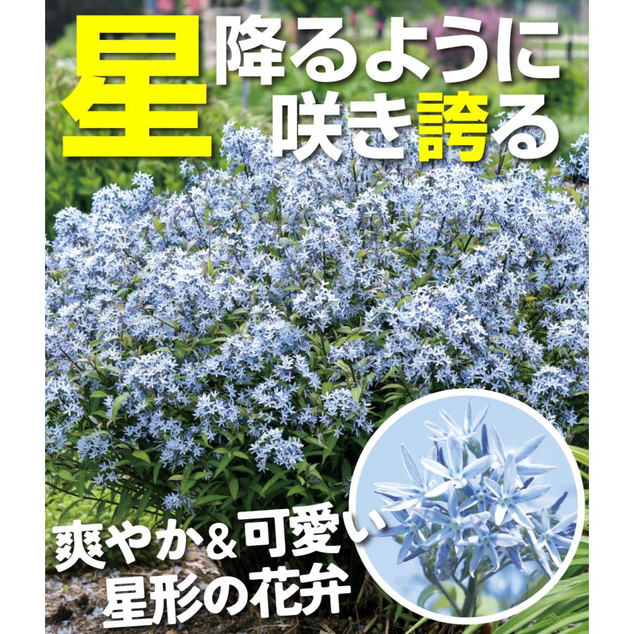 花苗 アムソニア ストームクラウド 1株 PW 花の苗 : 花と緑 国華園 