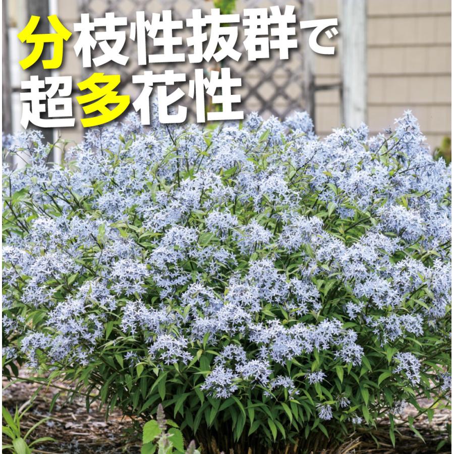 花苗 アムソニア ストームクラウド 1株 PW 花の苗 : 花と緑 国華園 