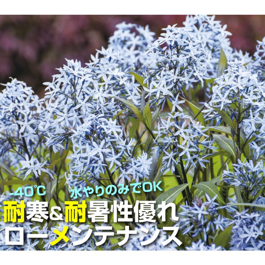 花苗 アムソニア ストームクラウド 1株 PW 花の苗 : 花と緑 国華園 