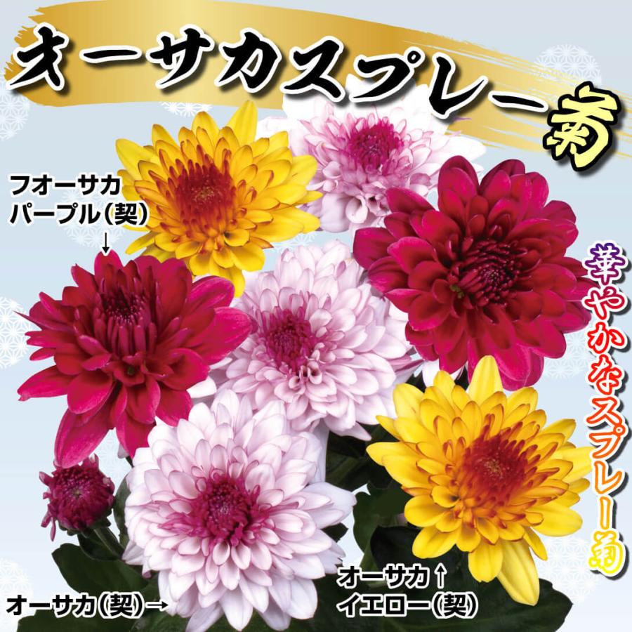 国華園 菊苗 オーサカスプレー菊セット 3種6株 送料無料 : 花と緑 国