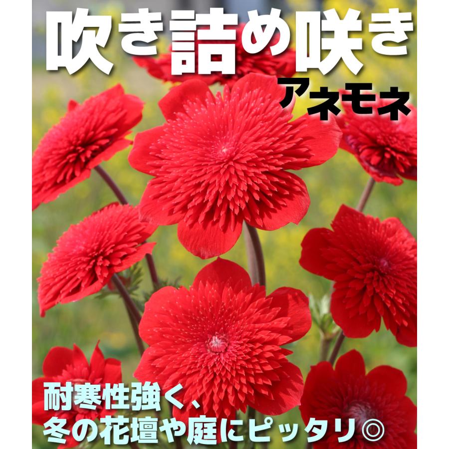 花苗 吹き詰め咲きアネモネ 2株 花の苗 : 花と緑 国華園 - 通販 