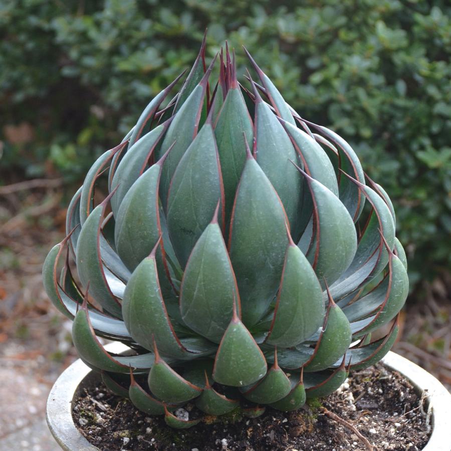 花苗 多肉植物 マンガベ プレイングハンズ 1株 / PW（Yahoo!・花と緑 国華園）