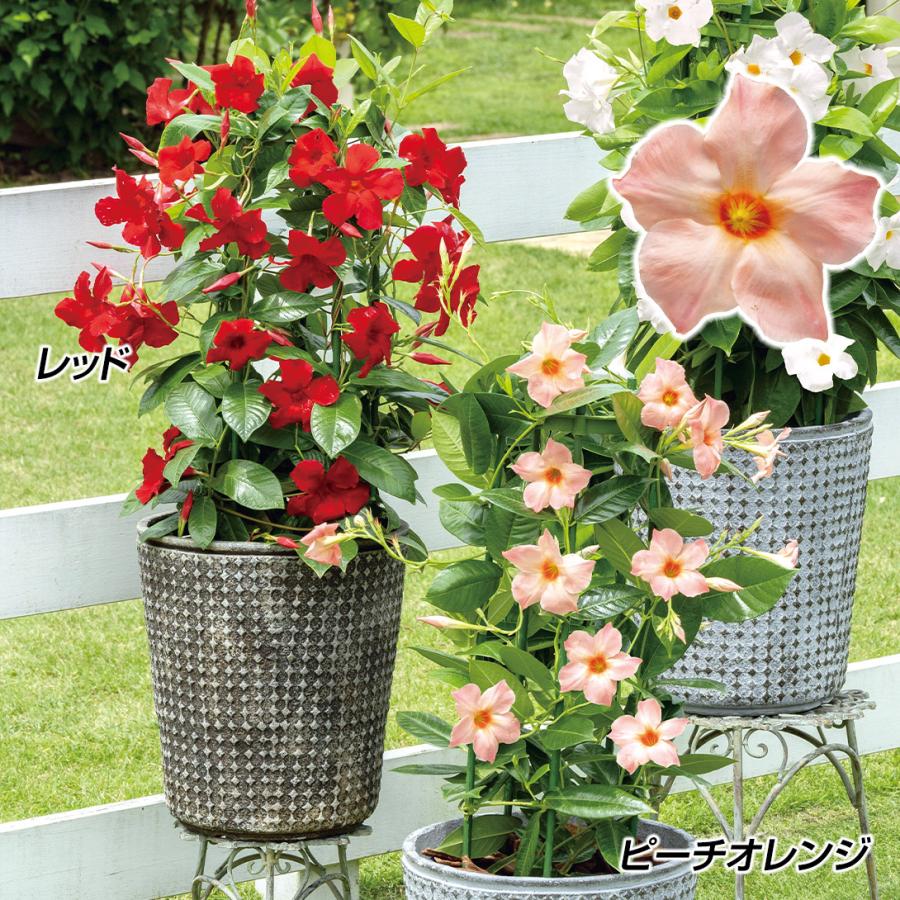 花苗 クライミングサンパラソルRセット 2種2株（Yahoo!・花と緑 国華園）