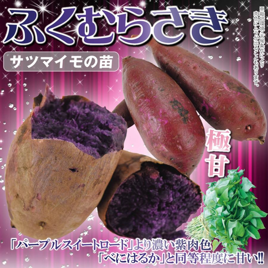 国華園 イモヅル 芋づる ふくむらさきPVPイモヅル20本 / さつまいもの
