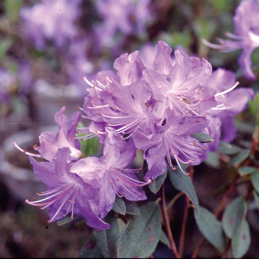 ツツジ 苗 黒潮 2株 花木苗 国華園（Yahoo!・花と緑 国華園）