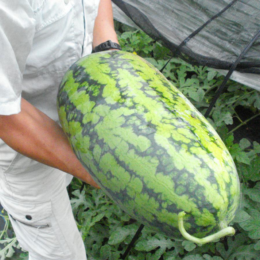 接木野菜苗 中玉スイカ 接木F1コロ助 1株 西瓜 やさいなえ なえ 国華園