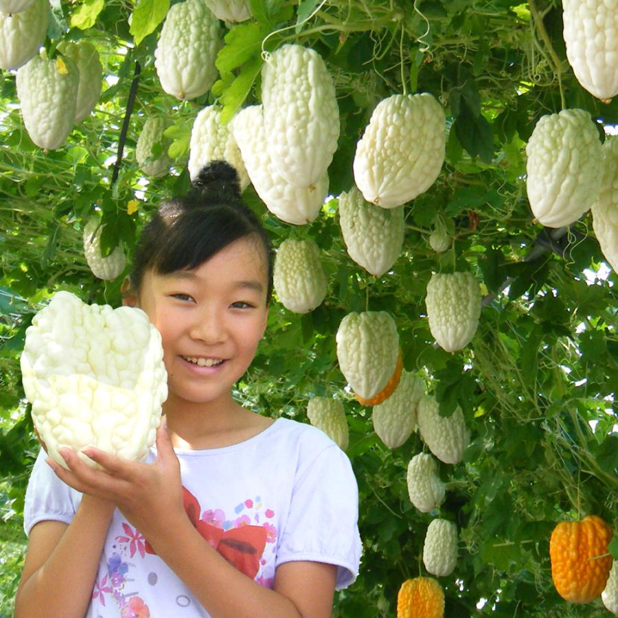 実生野菜苗 ゴーヤ アップルゴーヤR(農林水産省登録品種登録名：岡村白