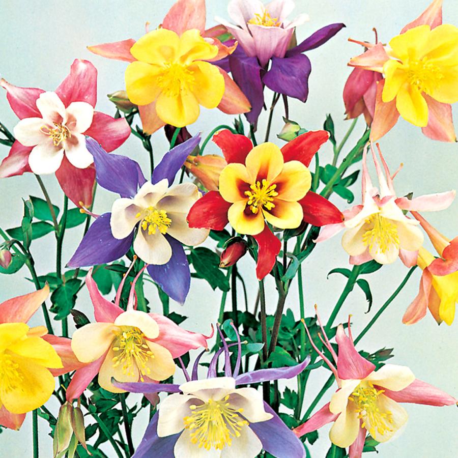 種 花たね オダマキ 西洋おだまき混合 1袋(150mg) : 花と緑 国華園