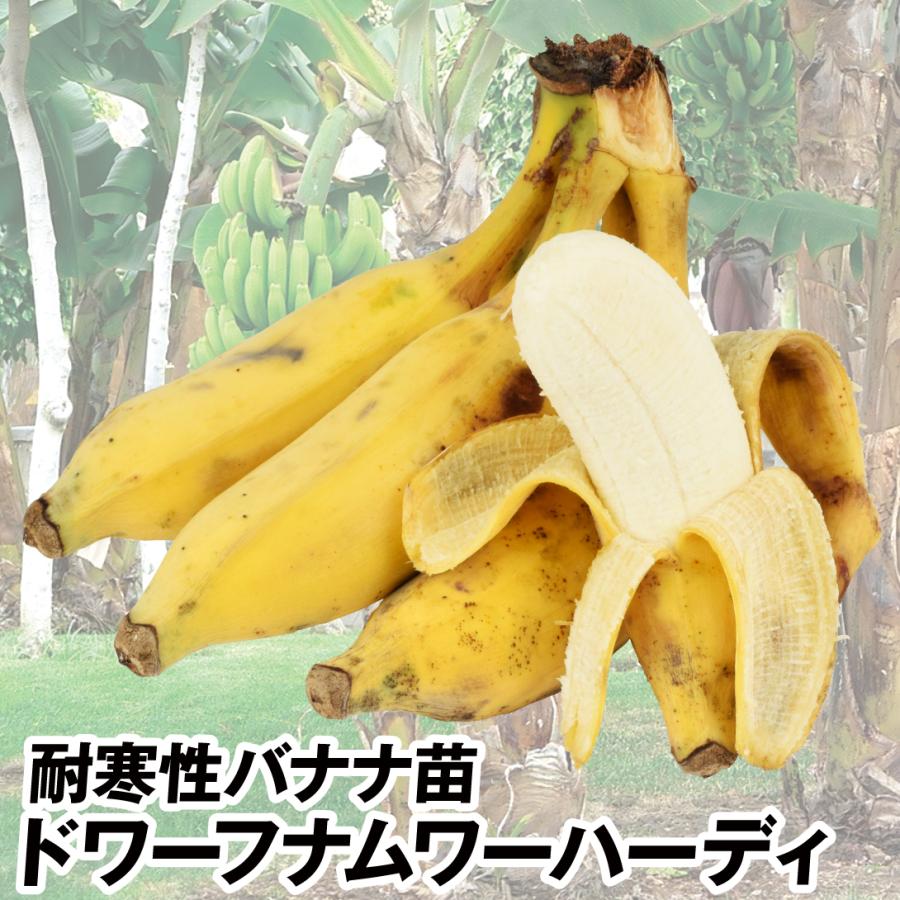 果樹苗 耐寒性バナナ ドワーフナムワーハーディ 1株 : 花と緑 国 果樹苗 耐寒性バナナ ドワーフナムワーハーディ 1株 : 花と緑 国