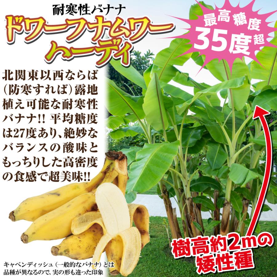 果樹苗 耐寒性バナナ ドワーフナムワーハーディ 1株 : 花と緑 国 果樹苗 耐寒性バナナ ドワーフナムワーハーディ 1株 : 花と緑 国
