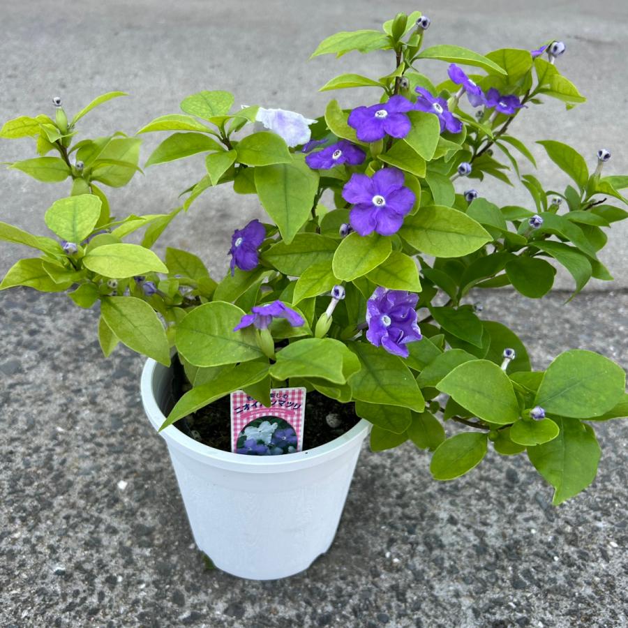 鉢花 ニオイバンマツリ 5号鉢 1株（Yahoo!・花と緑 国華園）