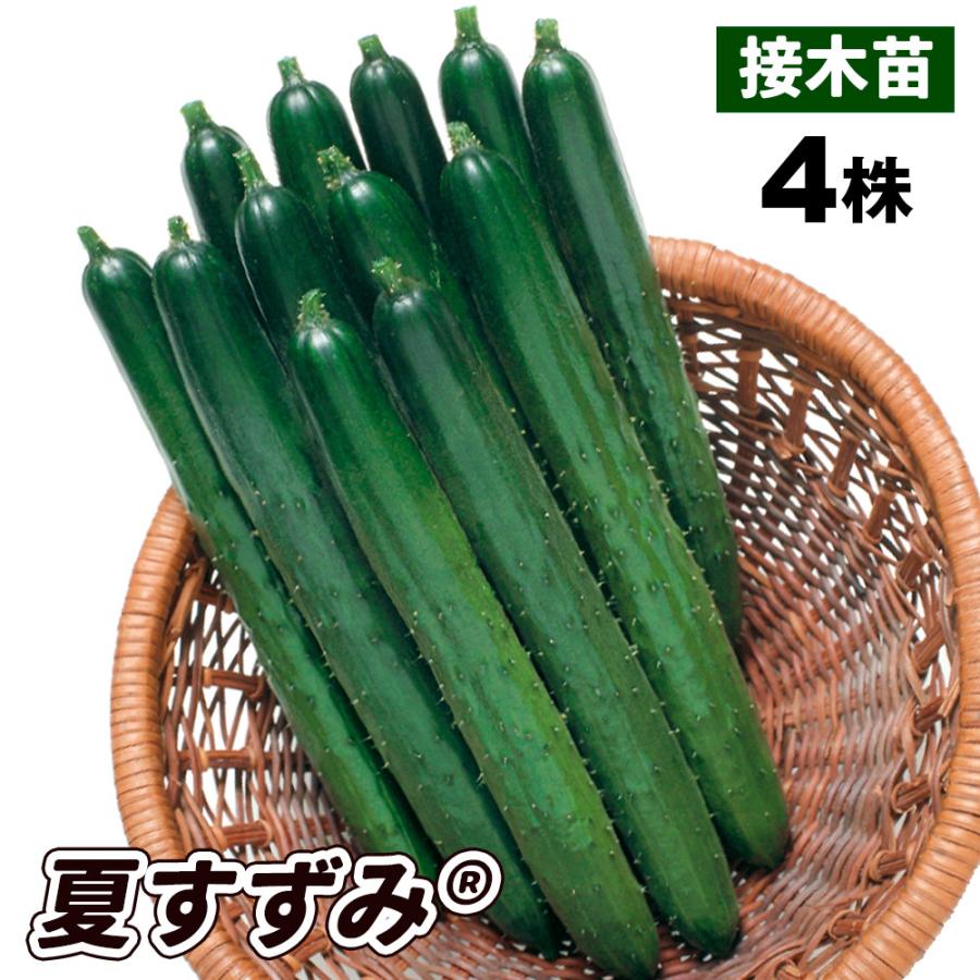 国華園 （送料無料）接木野菜苗 キュウリ 接木F1夏すずみ（R） 4株 9cm