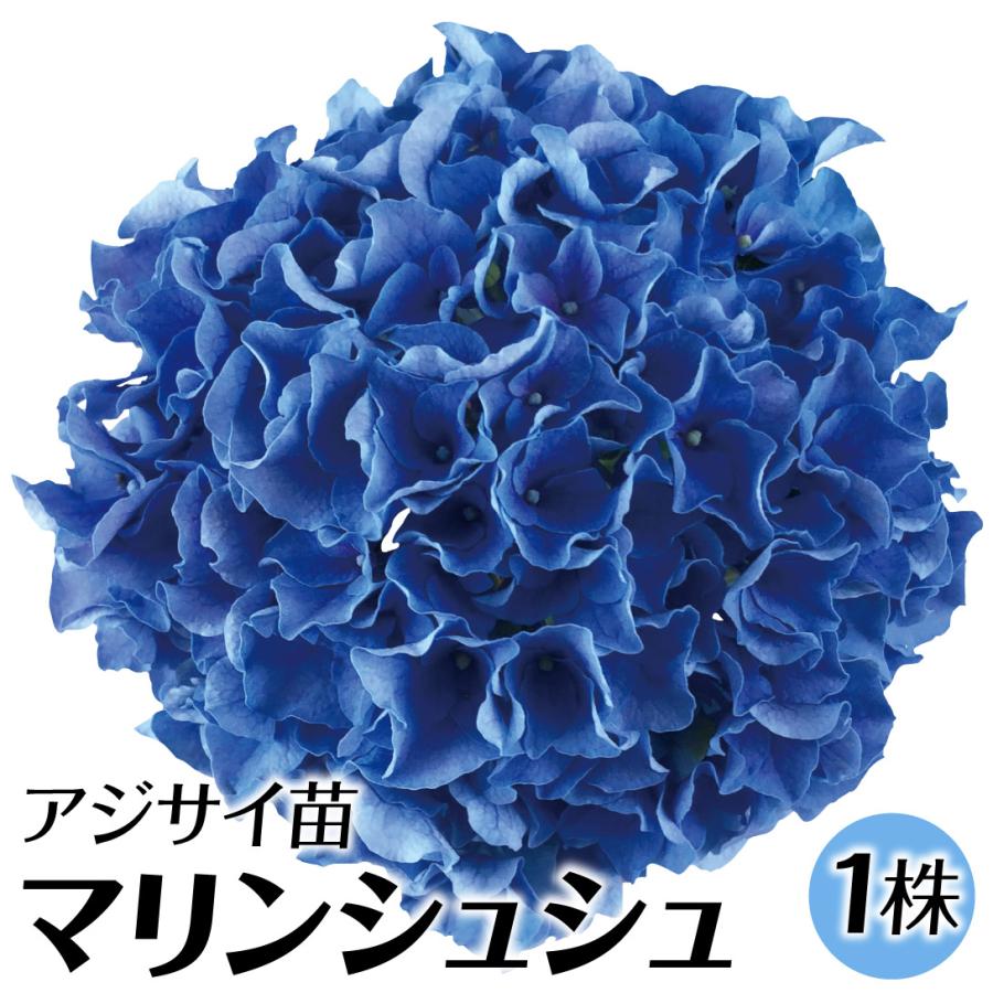 アジサイ 苗 苗木 マリンシュシュ 1株 / ハイドランジア アジサイ苗