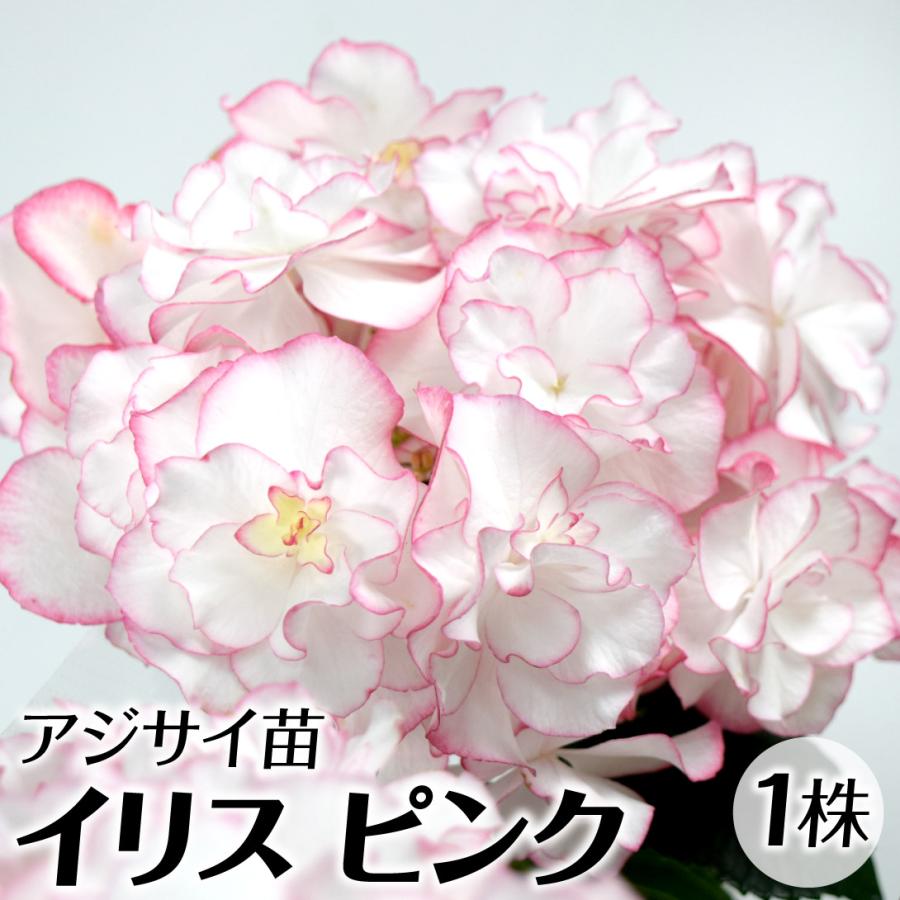 アジサイ 苗 苗木 イリス ピンク 1株 / ハイドランジア アジサイ苗
