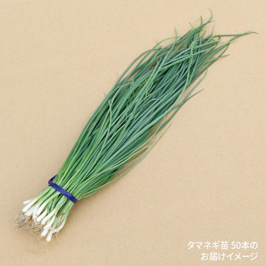玉ねぎ苗（超極早生）新春玉葱EX 50本 早穫り系 たまねぎ 玉葱