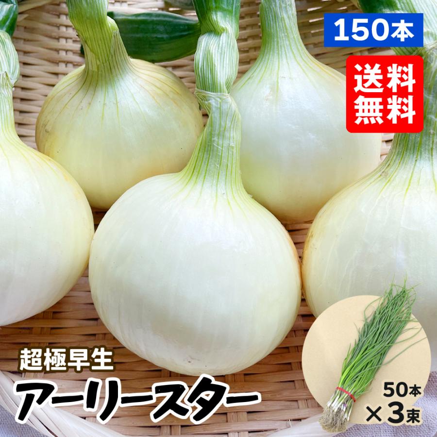 玉ねぎ苗（超極早生） アーリースター 150本 送料無料 早穫り系