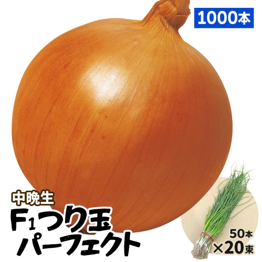 中生玉ねぎ苗 1000本 玉ねぎ苗（中晩生）F1つり玉パーフェクト 1000本 貯蔵系 たまねぎ 玉葱
