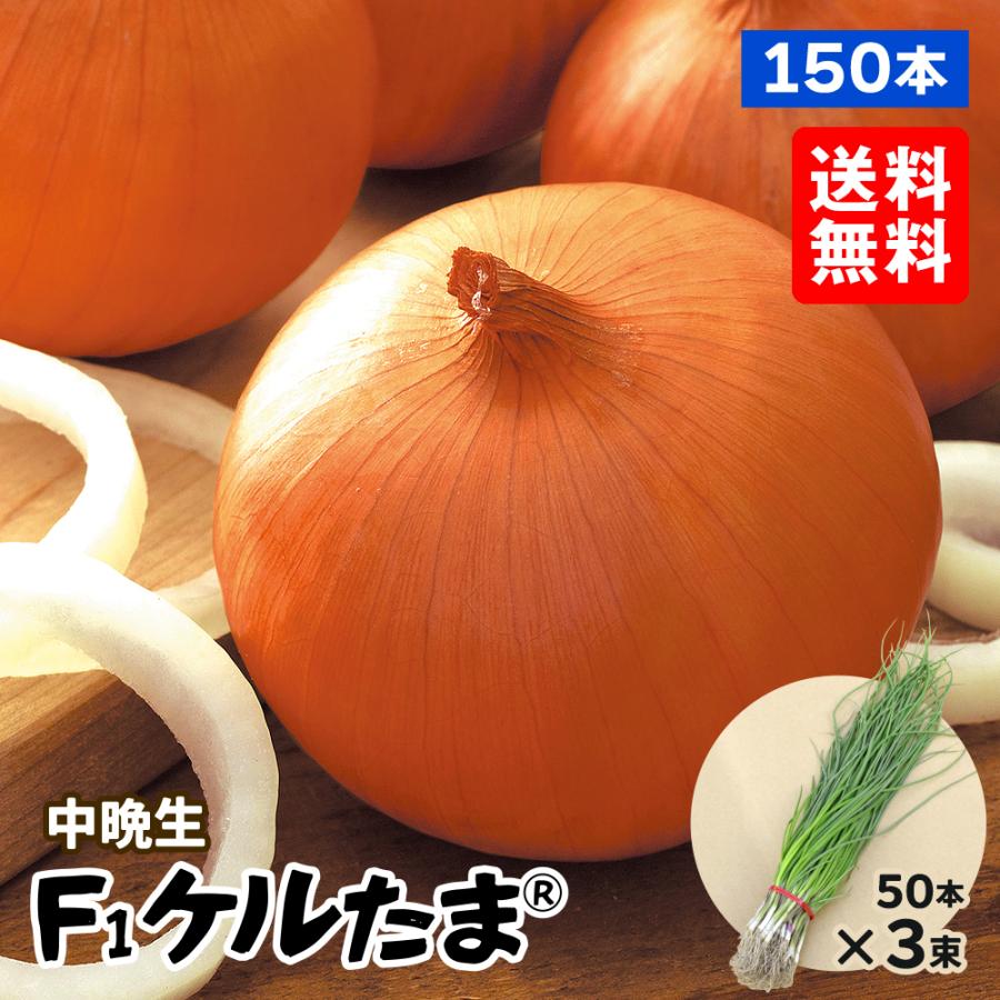 玉ねぎ苗（中晩生）F1ケルたま（R） 150本 送料無料 貯蔵系 たまねぎ
