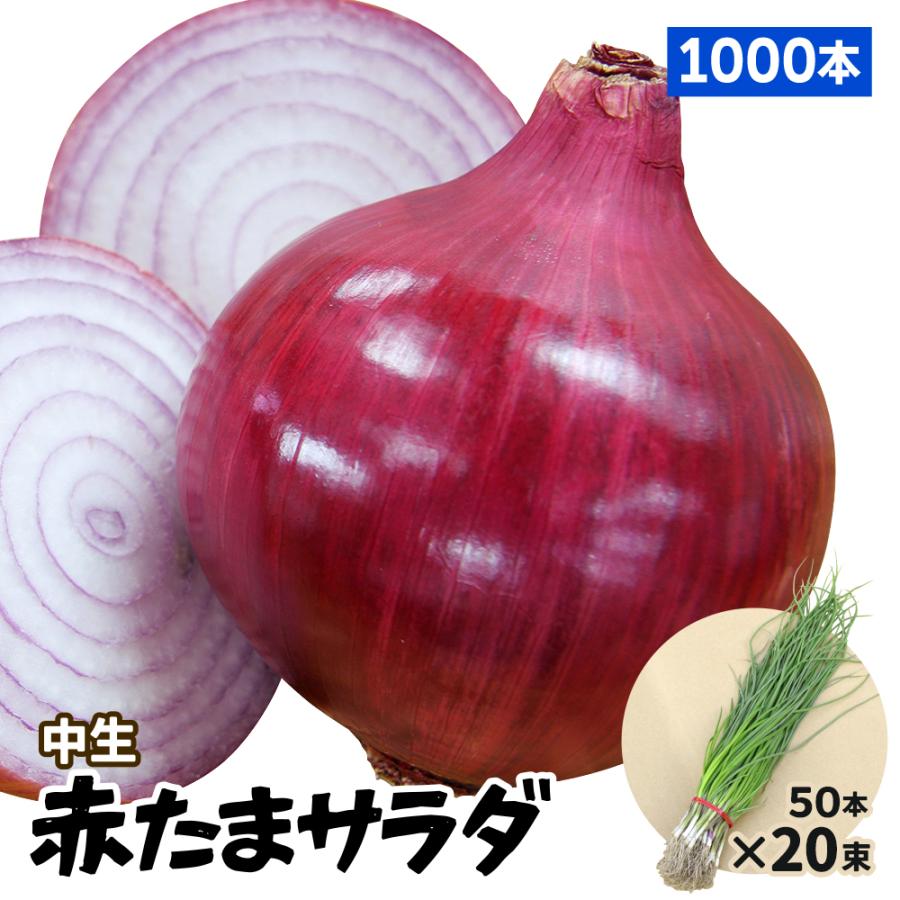赤玉ねぎ　赤玉サラダ　苗　1000+数本サービス数本サービス！！！ 玉ねぎ苗（中生）赤たまサラダ 1000本 赤たまねぎ 赤玉葱 たまねぎの苗