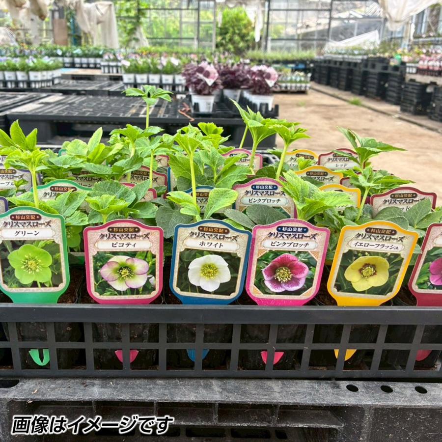 花苗 クリスマスローズ 杉山交配シングルお得セット（品種見計らい） 5