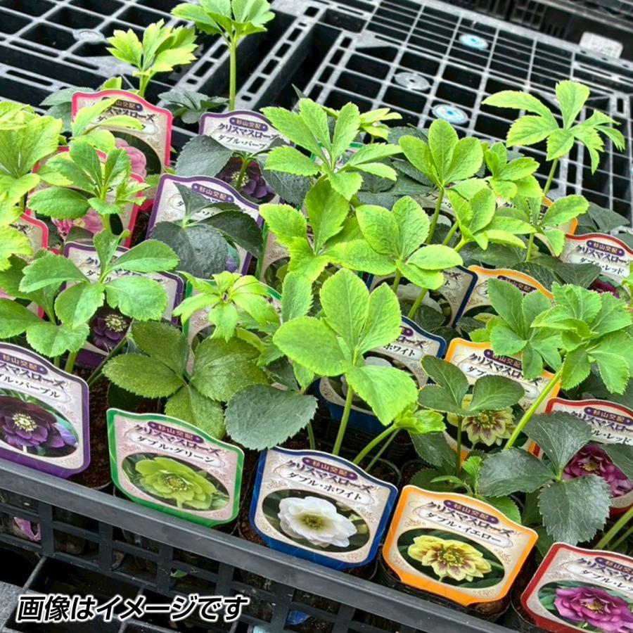 花苗 八重咲クリスマスローズ 杉山交配ダブルお得セット（品種見計らい