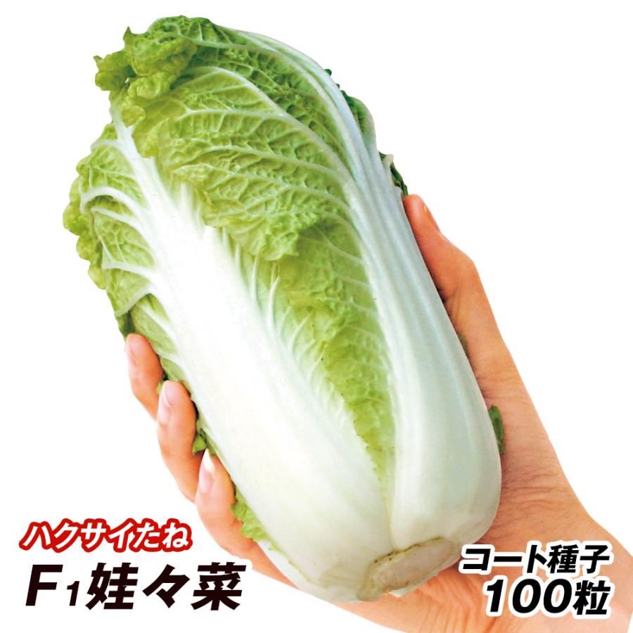 種 野菜たね ハクサイ F1娃々菜（わわさい） 1袋（コート種子 100粒