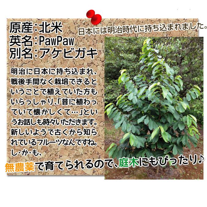 国華園 果樹苗 ポポー なめらか大玉ポポーセット 2種2株 爆買 : 花と緑