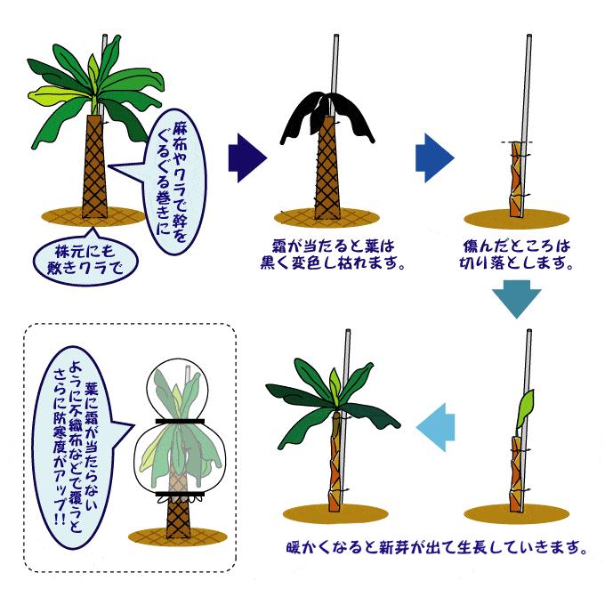 国華園 果樹苗 耐寒性バナナ ドワーフナムワーハーディ 3株 : 花と緑