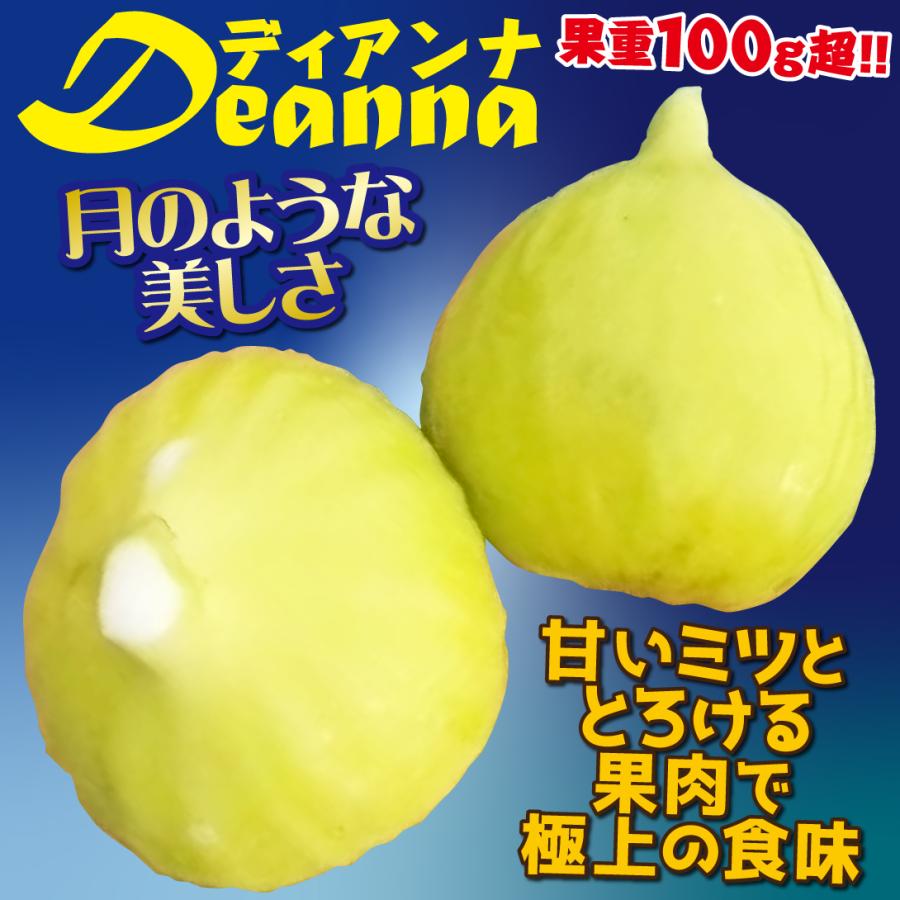 イチジク ディアンナ 1株 / 果樹苗 無花果 苗 黄色 ディアナ 満月