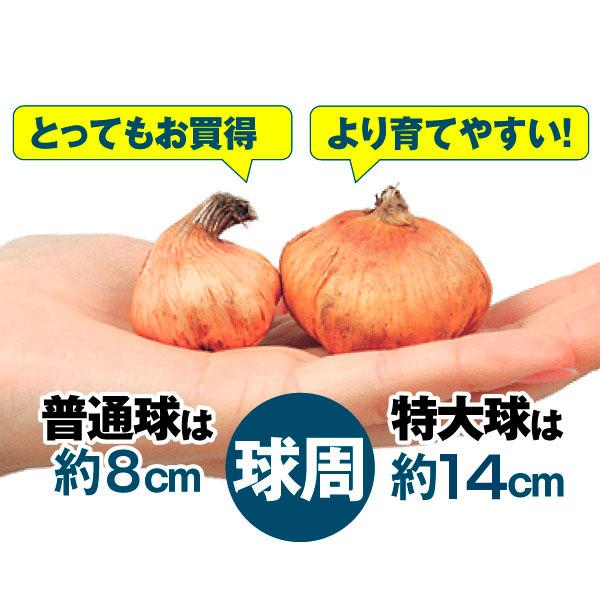 国華園 グラジオラス 球根 普通球 5色セット 300球セット (各60球) グラジオラスの球根 春植え球根_2