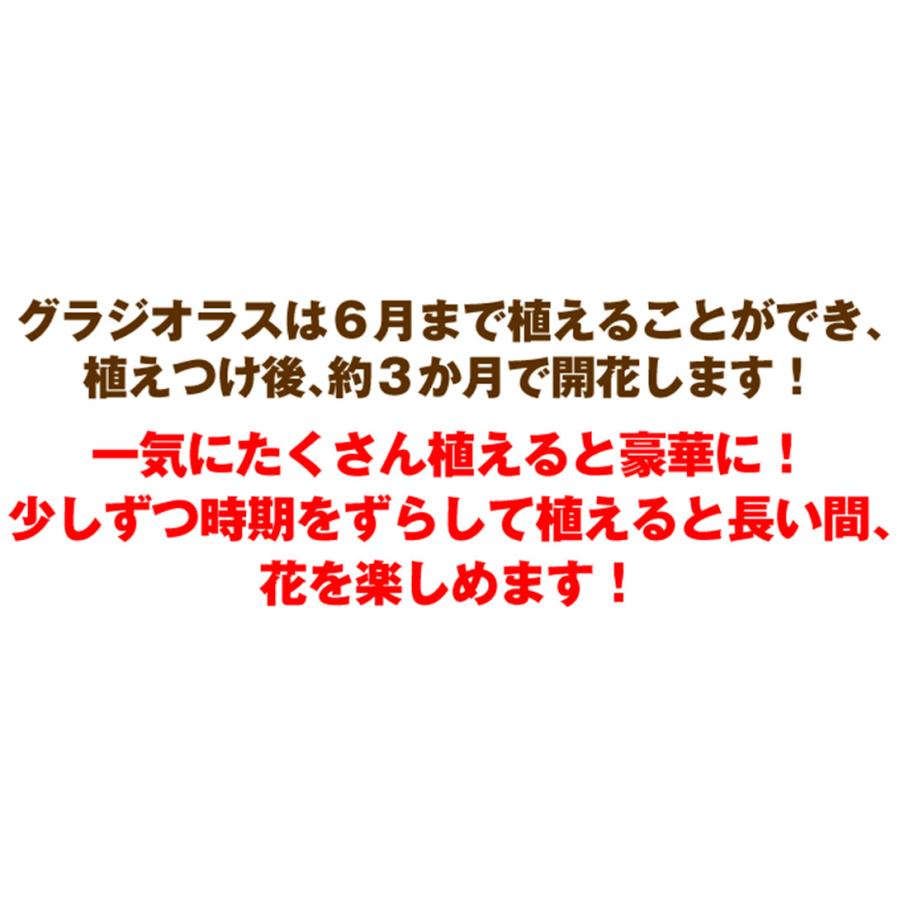 国華園 グラジオラス 球根 普通球 5色セット 300球セット (各60球) グラジオラスの球根 春植え球根_3