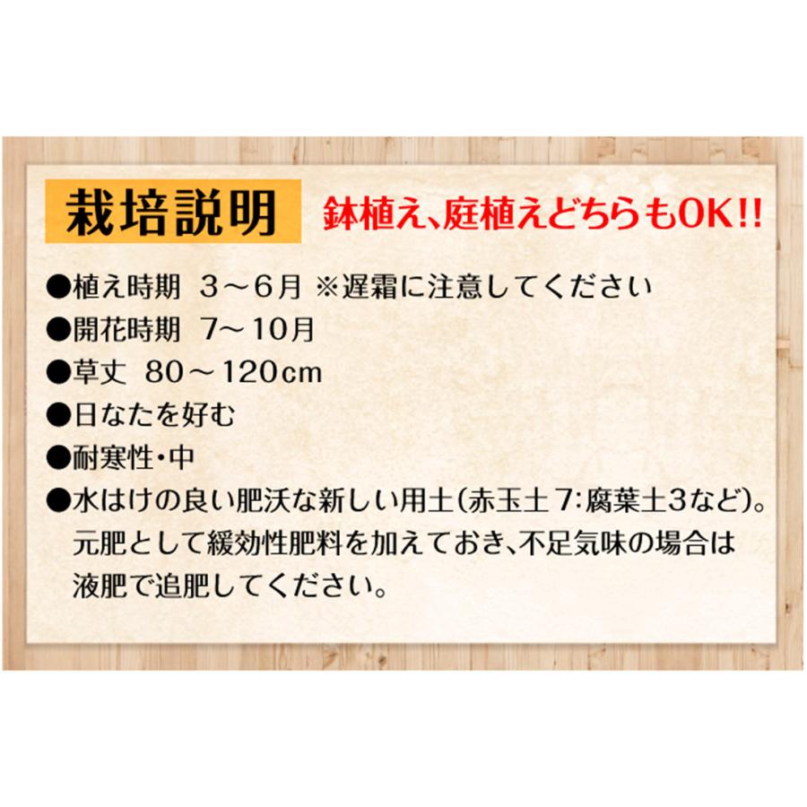 国華園 グラジオラス 球根 普通球 5色セット 300球セット (各60球) グラジオラスの球根 春植え球根_4