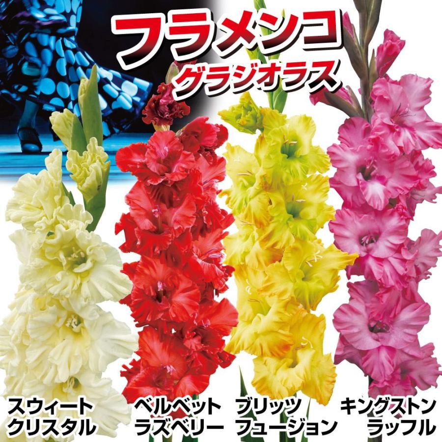 グラジオラス 球根 フラメンコセット 4種40球(各10球) グラジオラスの球根 春植え球根（Yahoo!・花と緑 国華園）