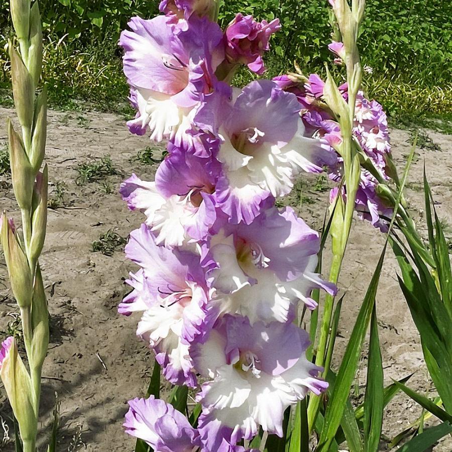 グラジオラス 球根 セラ コルフィニオ 20球 グラジオラスの球根 春植え球根（Yahoo!・花と緑 国華園）