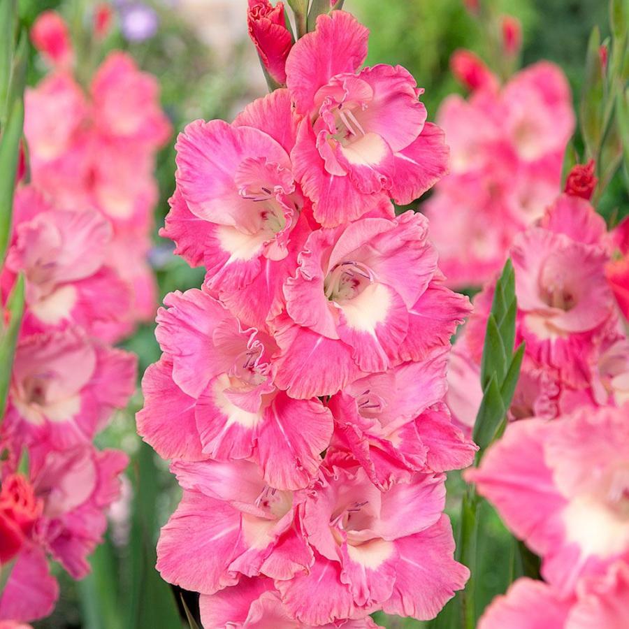 グラジオラス 球根 ピンクパロット 20球 グラジオラスの球根 春植え球根（Yahoo!・花と緑 国華園）