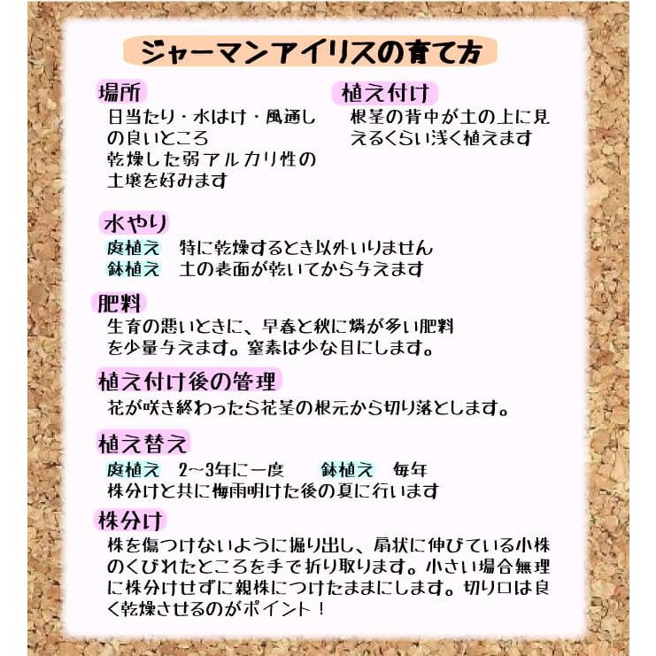 国華園 ジャーマンアイリス 株分け苗 カラフルジャーマンアイリス