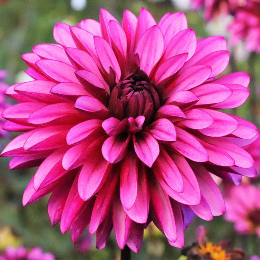 ダリア 球根 タンザナイト (中輪) 1球 ダリアの球根 ダリアの花 春植え球根（Yahoo!・花と緑 国華園）