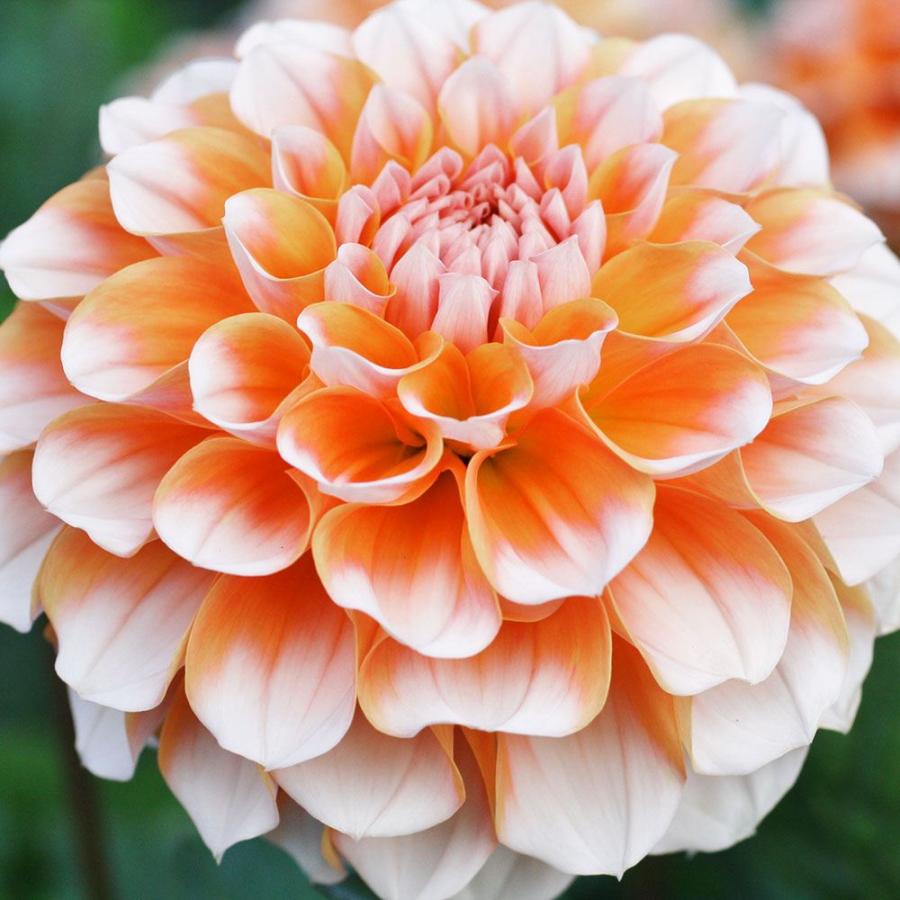 ダリア 球根 2色咲 橙白 2球 ダリアの球根 ダリアの花 春植え球根（Yahoo!・花と緑 国華園）