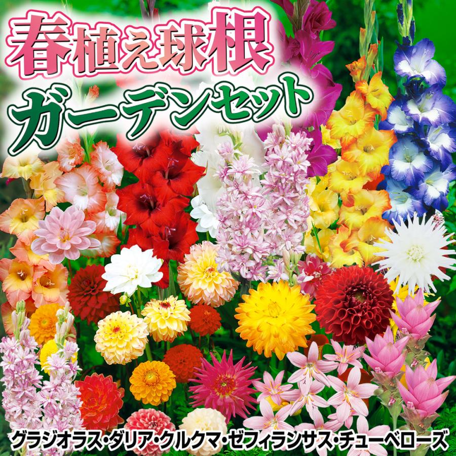春植え球根 ガーデンセット 7種48球 / グラジオラス ダリア クルクマ ゼフィランサス チューベローズ カラー（Yahoo!・花と緑 国華園）