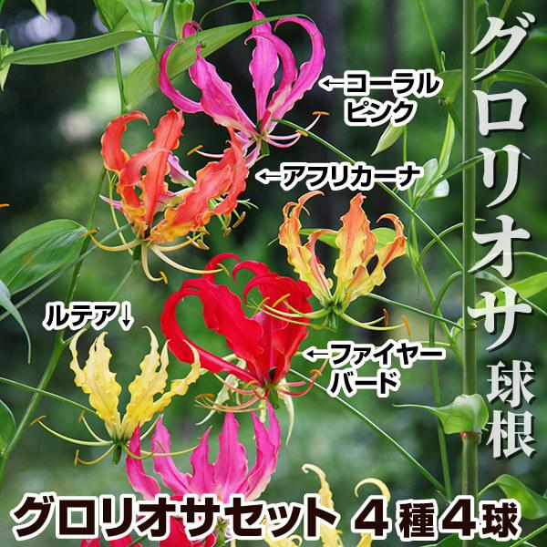 グロリオサ 球根 セット 4種4球 グロリオサの球根 グロリオサの花 春植え球根（Yahoo!・花と緑 国華園）
