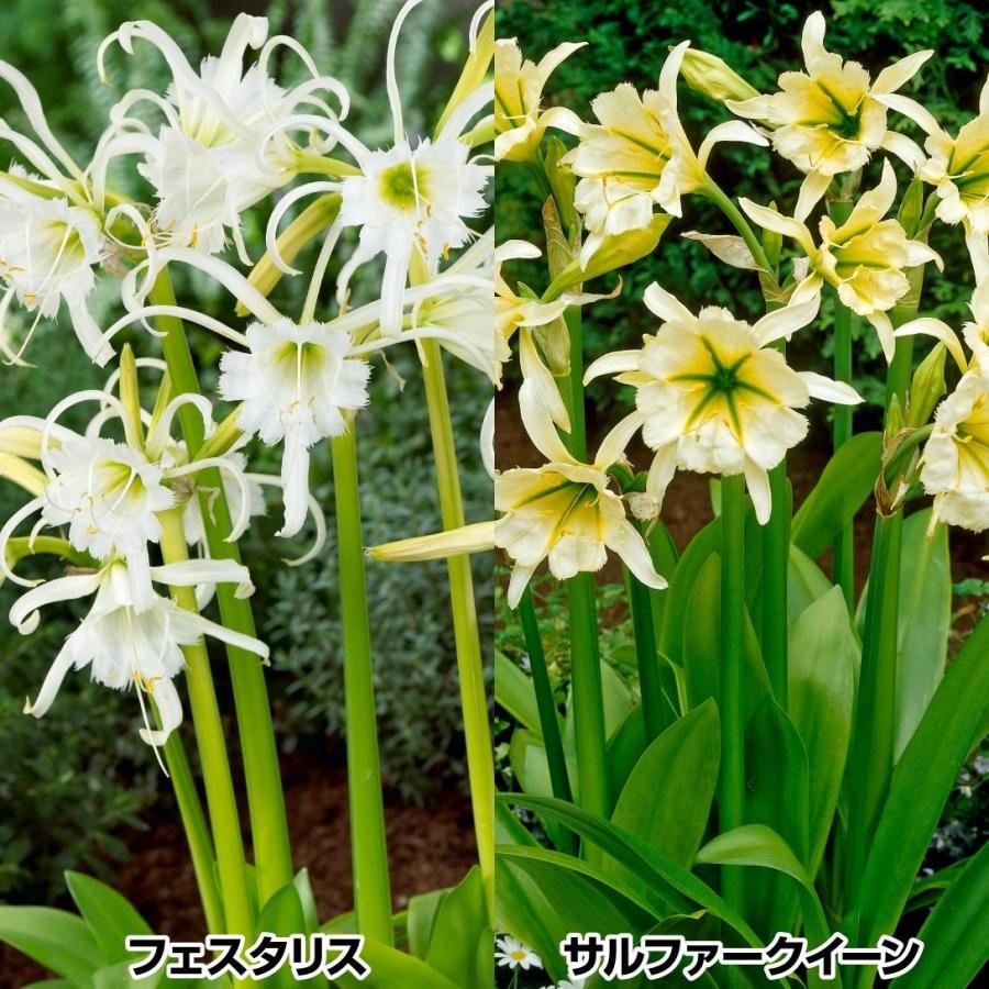 ヒメノカリス 球根 セット 2種6球 イスメネ ヒメノカリスの球根 春植え球根（Yahoo!・花と緑 国華園）