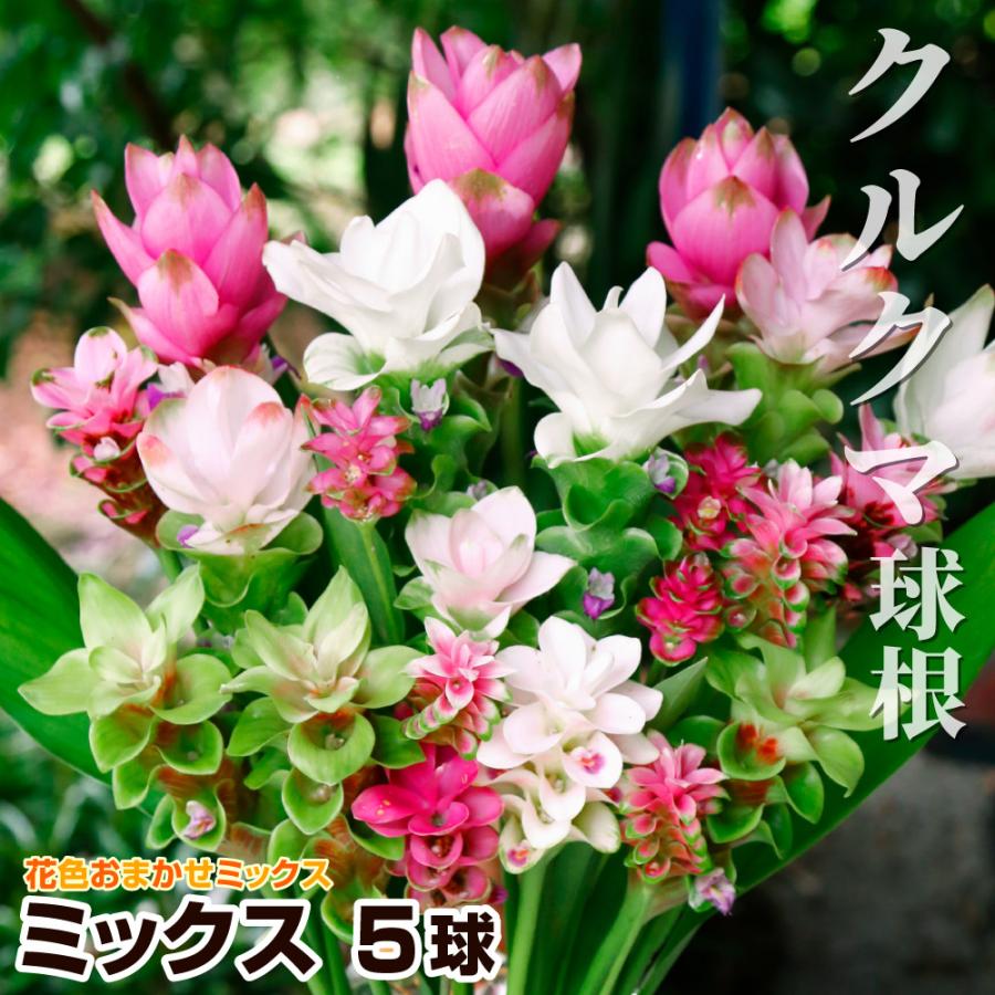 クルクマ 球根 ミックス (無選別) 5球 クルクマの球根 春植え球根（Yahoo!・花と緑 国華園）