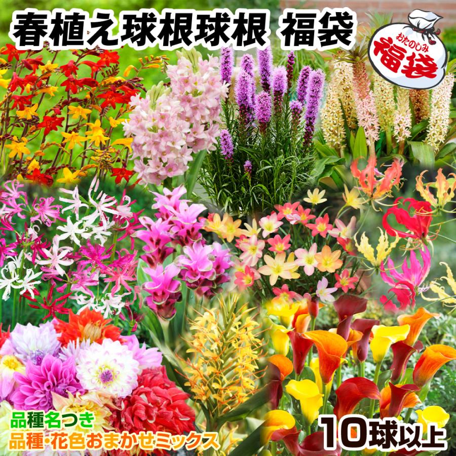 球根 春植え球根福袋 (品種見計らい・名称付き) 10球以上 クルクマ グロリオサ チューベローズ カラー（Yahoo!・花と緑 国華園）