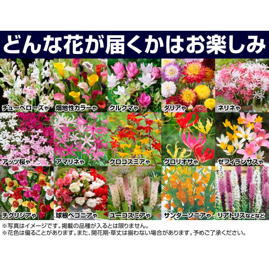 国華園 球根 春植え球根福袋 (品種見計らい・名称付き) 10球以上
