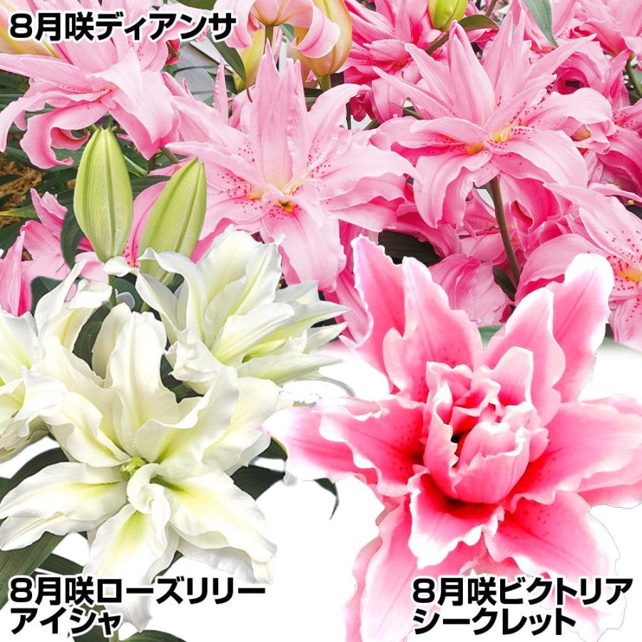 8月咲 ユリ 球根 オリエンタルリリー 八重咲きセット 3種9球(各3球) 百合（Yahoo!・花と緑 国華園）