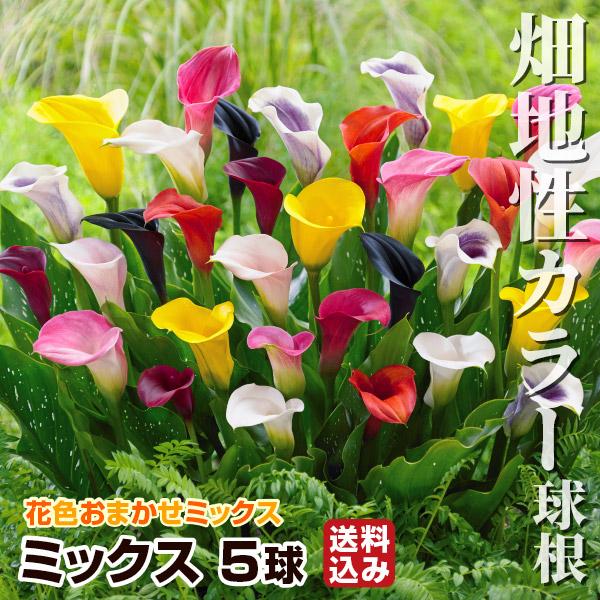 畑地性カラー 球根 ミックス (無選別) 5球 送料込み 畑地性カラーの球根 春植え球根（Yahoo!・花と緑 国華園）